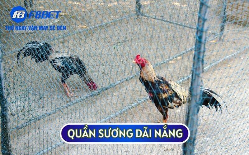 Quần sương dãi nắng hay còn được biết đến là kỹ thuật tắm nắng cho gà chiến